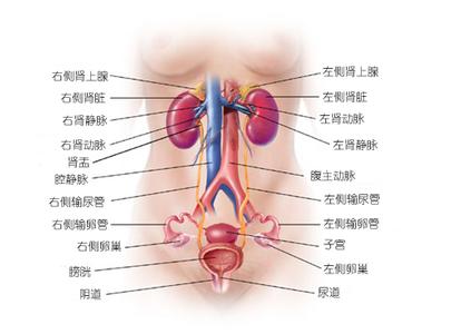 泌尿感染系统会造成男性的生育问题吗?看男科的症状