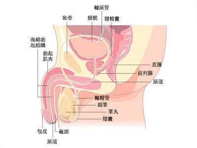 运城男科男人需注重隐秘的睾丸癌